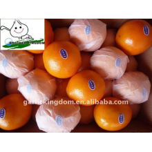 Big navel orange/Fresh orange/Navel orange